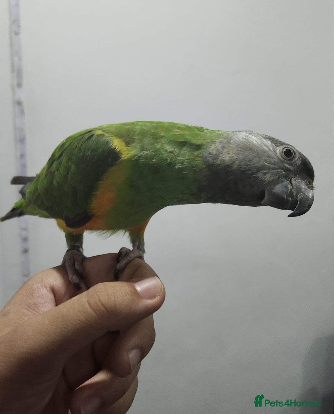 Budgerigars birds for sale: Tame Senegal parrot! With Full Set Up! - Image 3