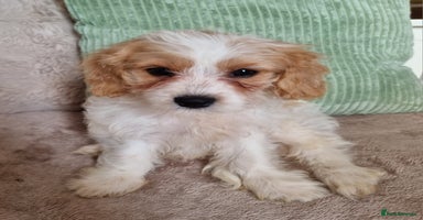Cavapoo dogs - Advert 3
