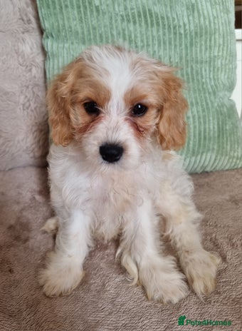 Cavapoo dogs - Advert 2