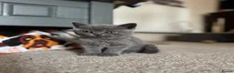 British Shorthair cats for sale: Beautiful Cobby British Blue Kittens 😍  - Advert 7