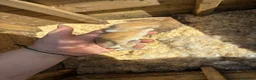 Dwarf Lop rabbits for sale: Lop and dwarf baby rabbits  - Advert 4