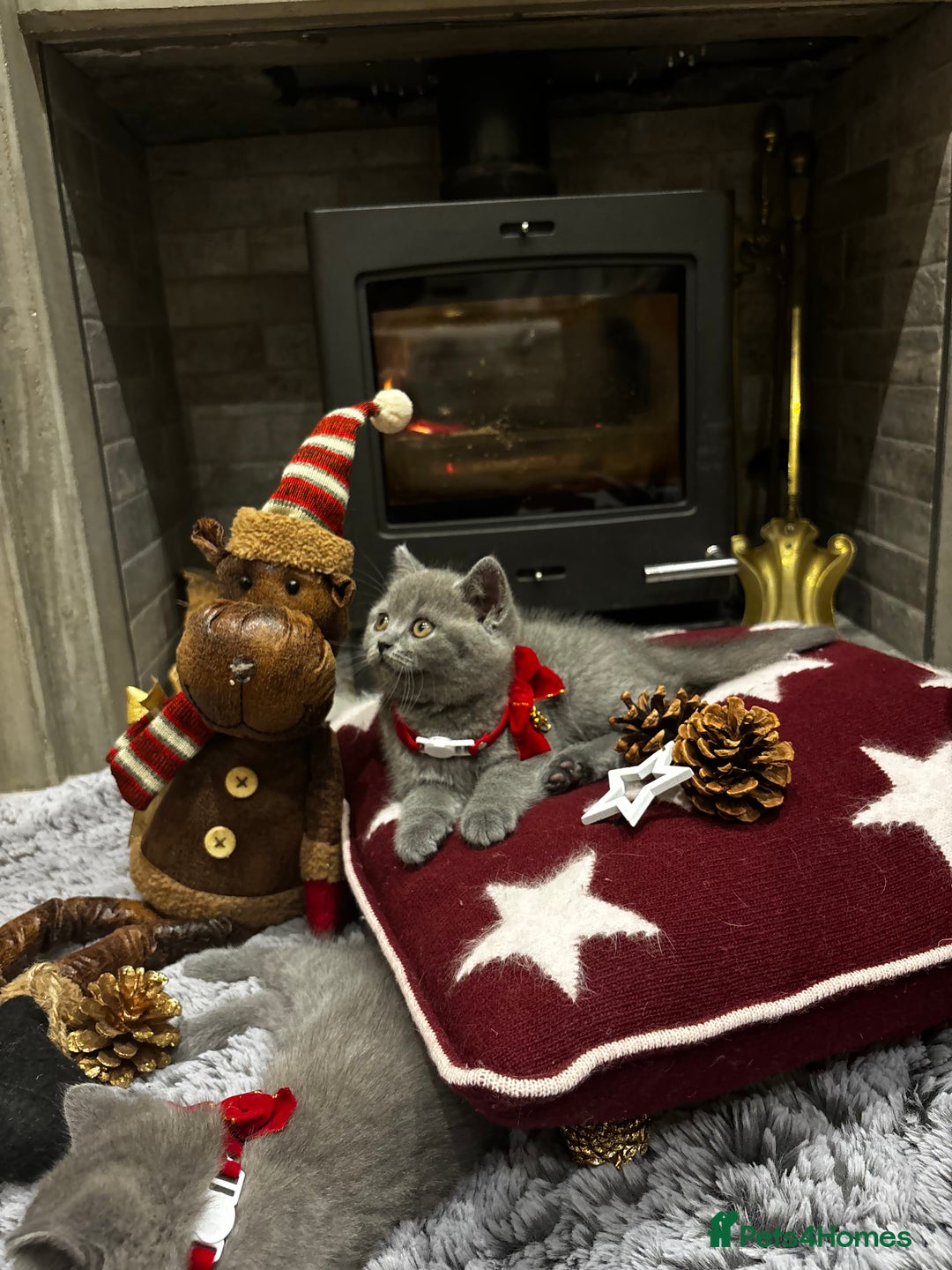 British Shorthair cats for sale: British Shorthair Kittens - Advert 6