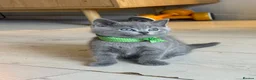 Mixed Breed cats for sale: Cute kittens - Advert 2