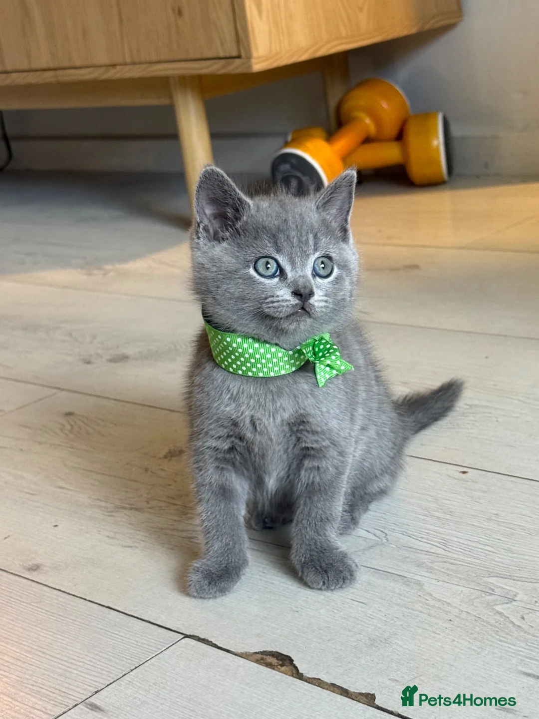 Mixed Breed cats for sale: Cute kittens - Advert 2