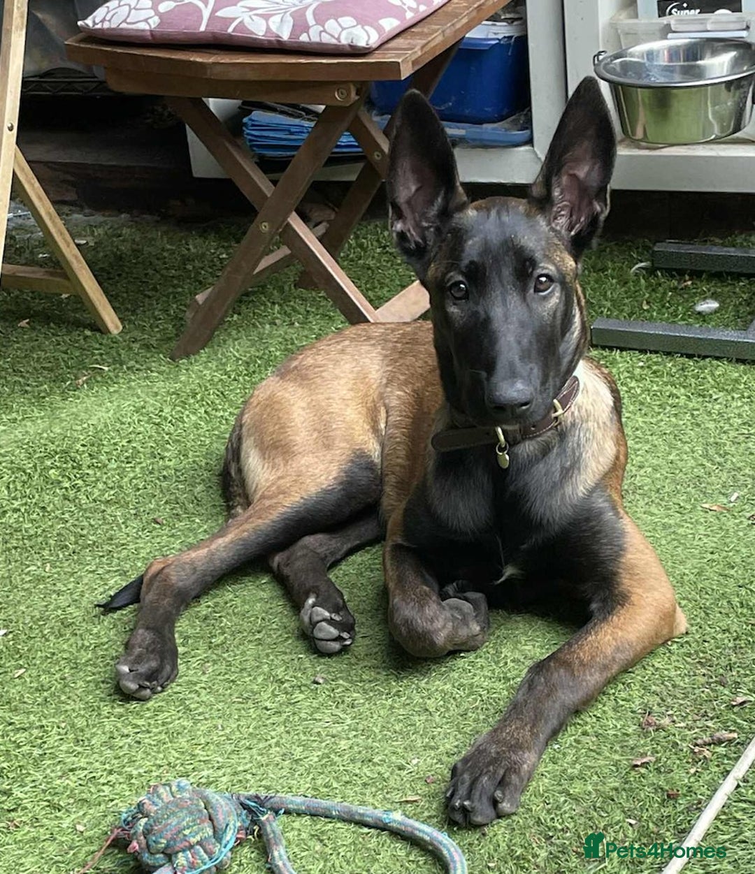 Belgian Shepherd Dog dogs for sale: Belgian Malinois Puppy - Advert 1