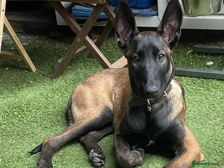 Belgian Shepherd Dog dogs Belgian Malinois Puppy - Advert 9