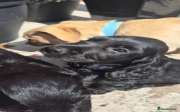 Sprocker dogs for sale: Sprocker spaniel puppies ready now - Image 6