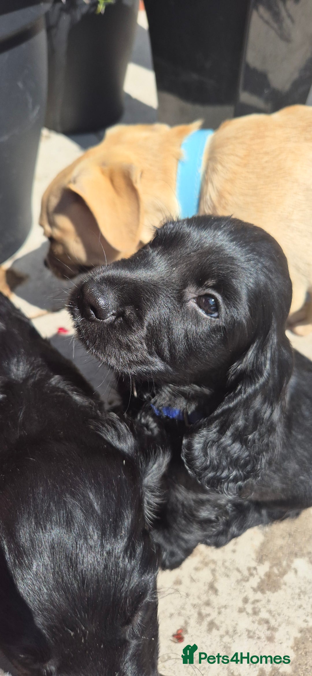Sprocker dogs for sale: Sprocker spaniel puppies ready now - Image 6
