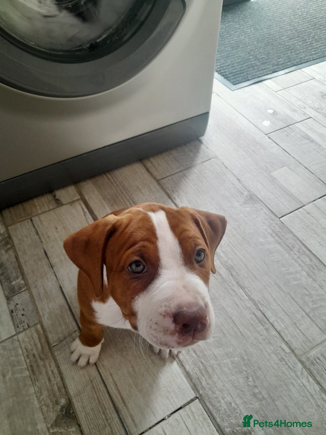 American Bull Staffy dogs for sale: Exceptional  - Image 9