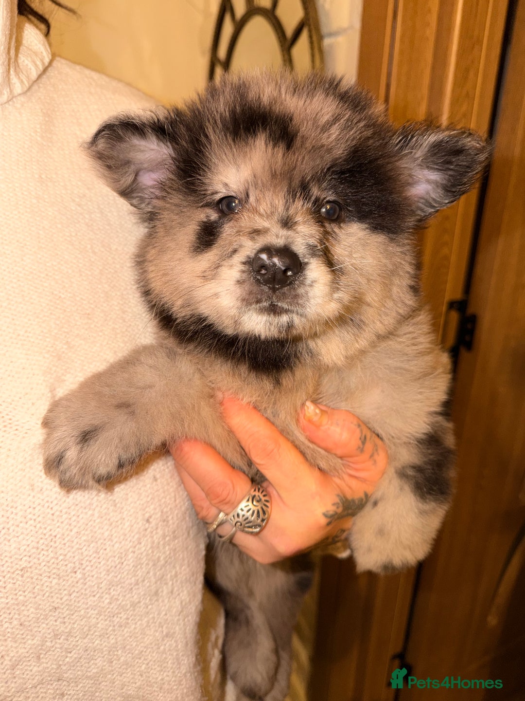 Mixed Breed dogs for sale: 🧸CHOW SHEPHERDS🧸 little bears ready now! - Advert 22