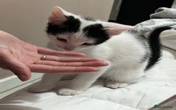 Mixed Breed cats for sale: Beautiful kittens - Image 4
