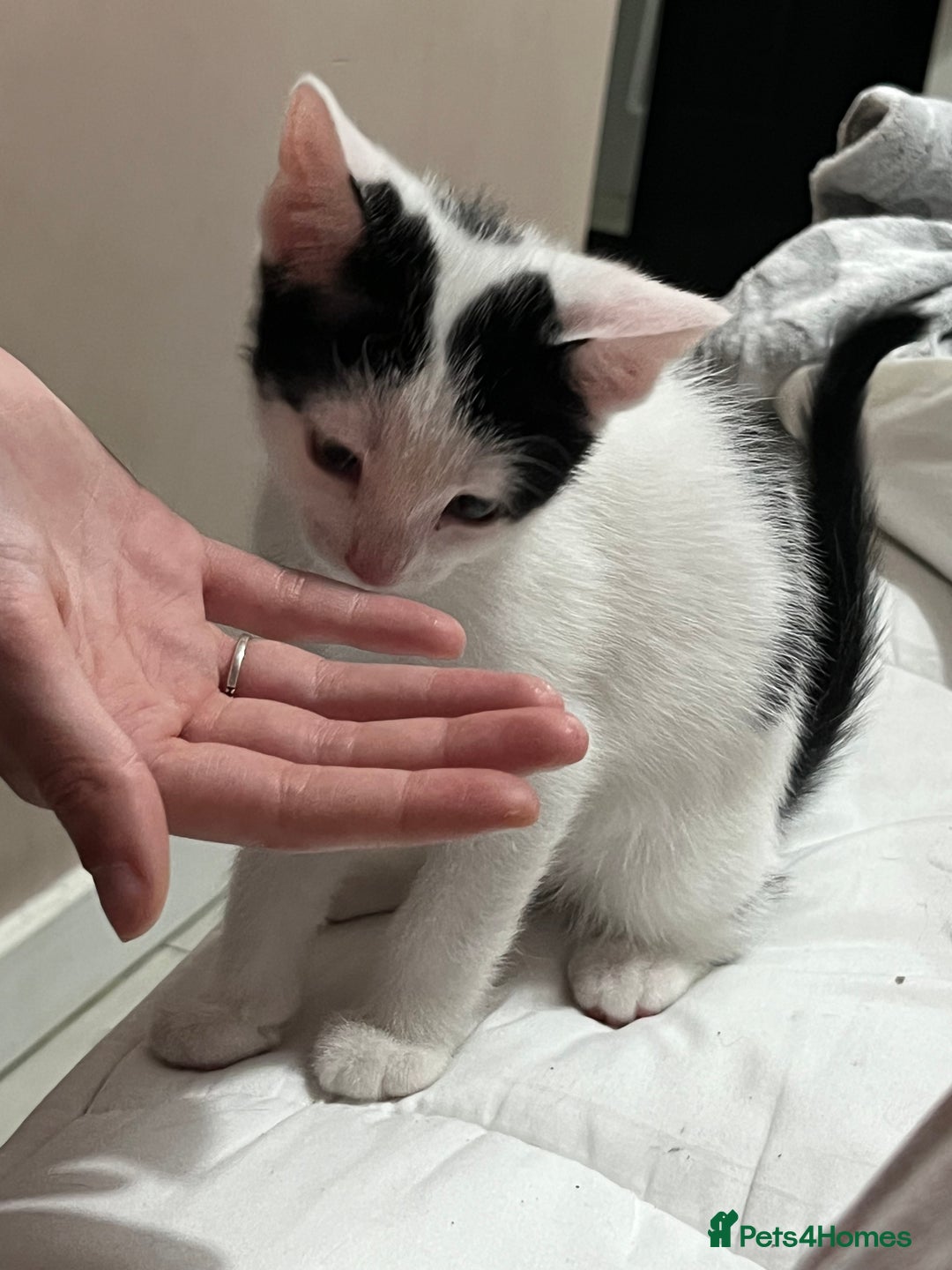 Mixed Breed cats for sale: Beautiful kittens - Image 4