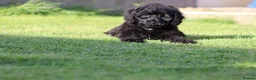 Cavapoo dogs for sale: Beautiful Cavapoo puppies for sale - Advert 17