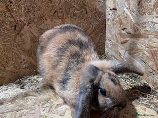 Mini Lop rabbits Rabbits for sale - Advert 14