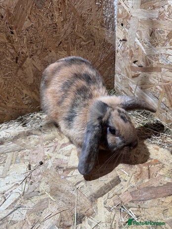 Mini Lop rabbits Rabbits for sale - Advert 15