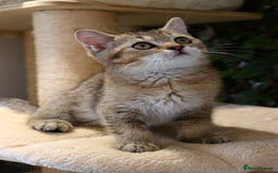Scottish Fold cats for sale: Ready TICA reg stunning kittens available  - Image 9