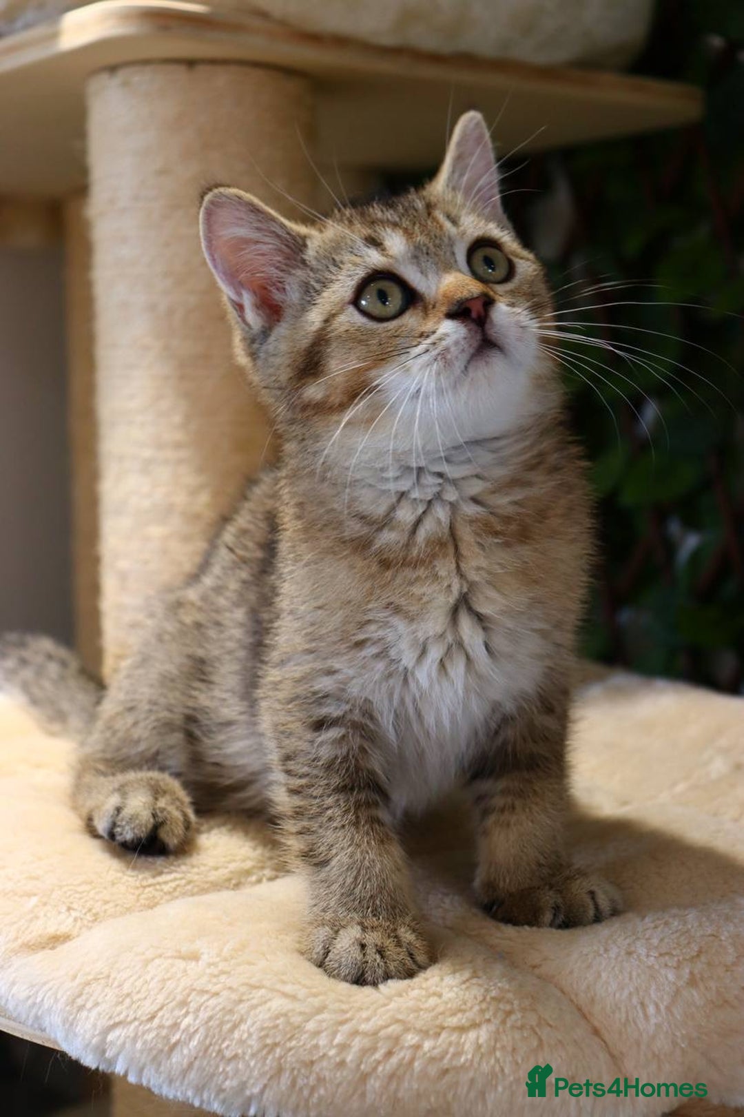 Scottish Fold cats for sale: Ready TICA reg stunning kittens available  - Image 9