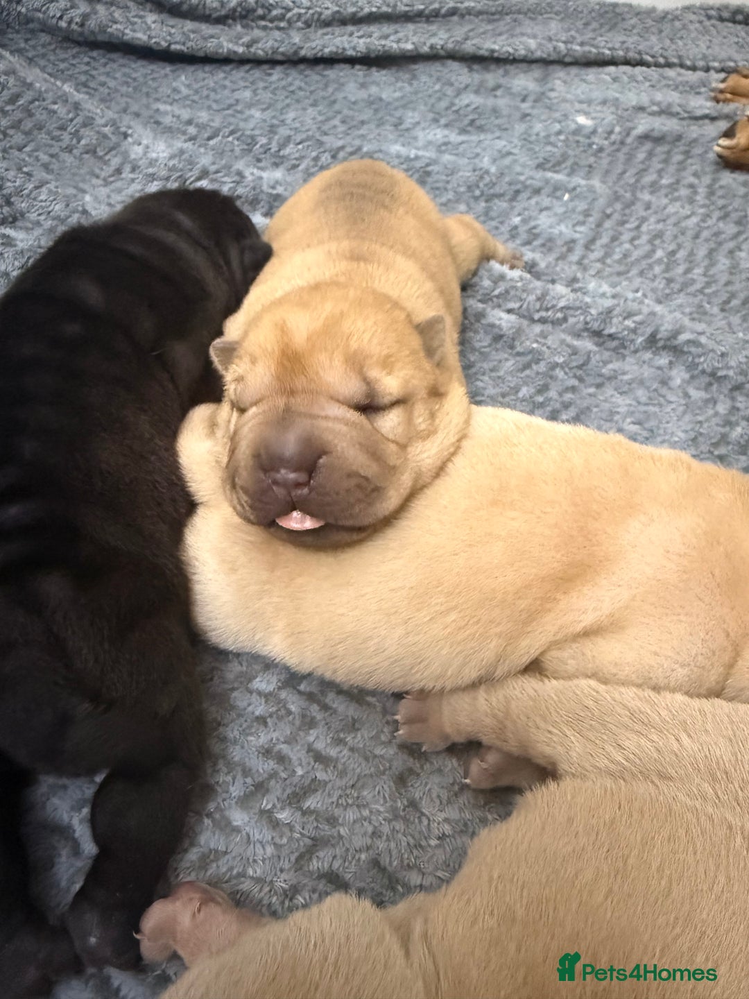 Shar Pei dogs for sale: Beautiful shar pei puppy’s 💜 - Advert 3