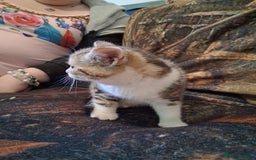 Mixed Breed cats for sale: Scottish straight cross kittens  - Image 14