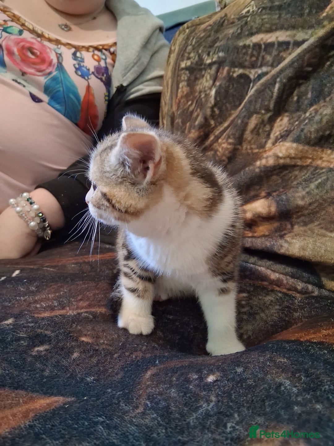 Mixed Breed cats for sale: Scottish straight cross kittens  - Image 14