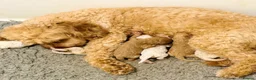 Cavapoo dogs for sale: Cavapoo puppies - Advert 8