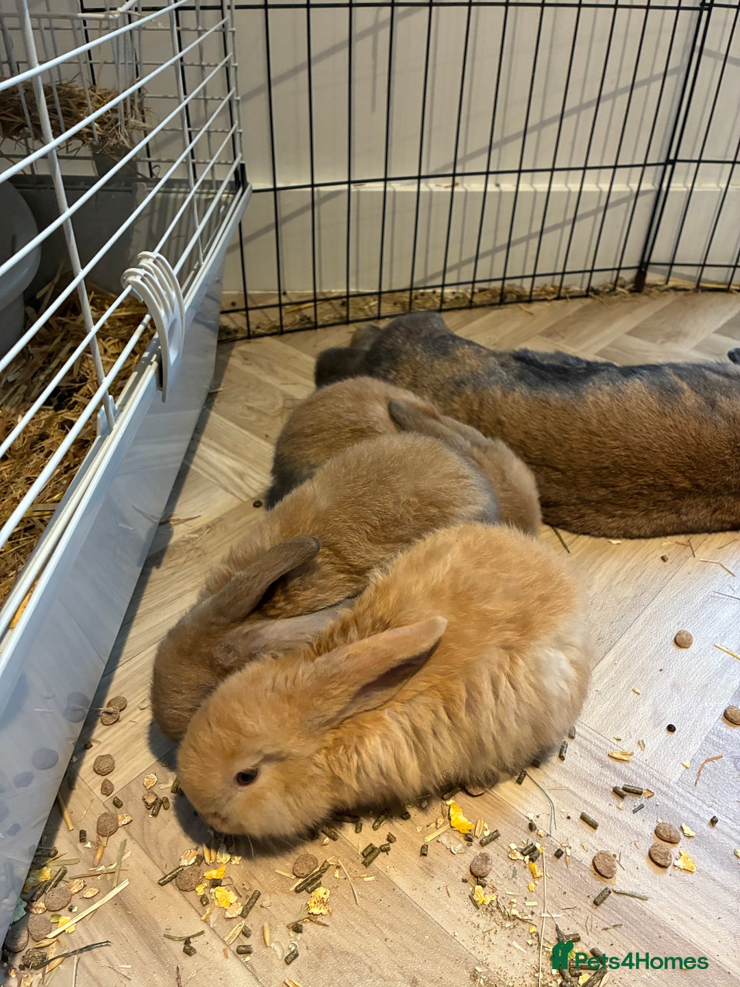 Mini Lop rabbits for sale: Mini lop bunnies looking for forever homes  - Advert 2