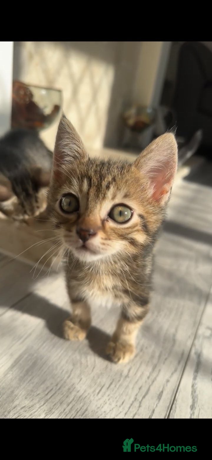 Munchkin cats 2 Munckin kittens - Advert 1
