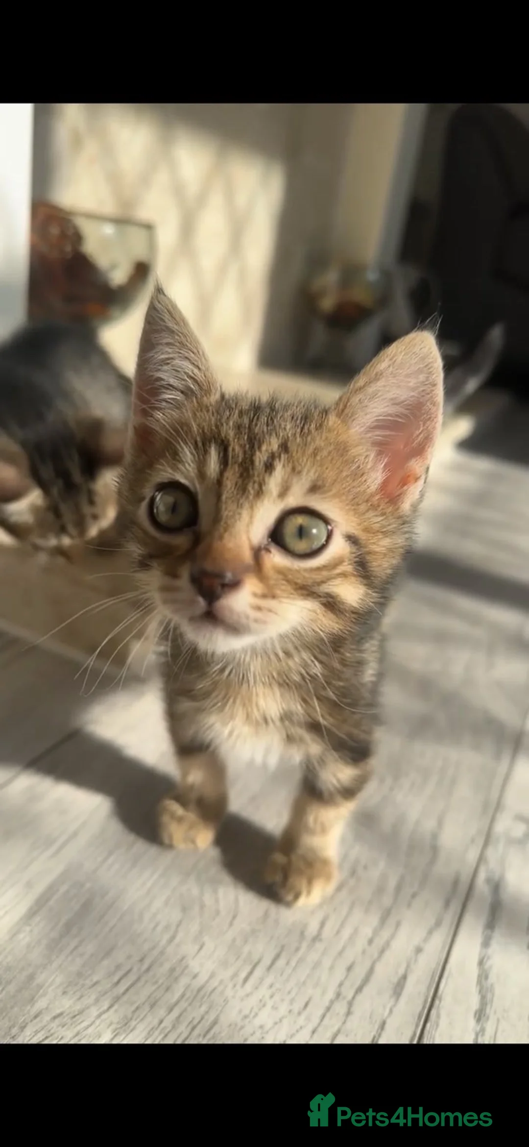 Munchkin cats for sale: 2 Munckin kittens £350 each - Advert 1