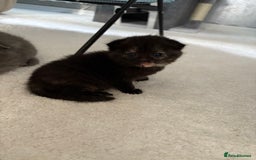 Scottish Fold cats for sale: Scottish fold&straight kittens - Advert 4