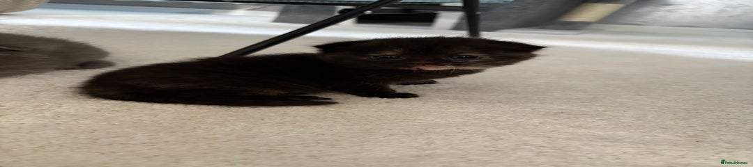 Scottish Fold Kitten 3