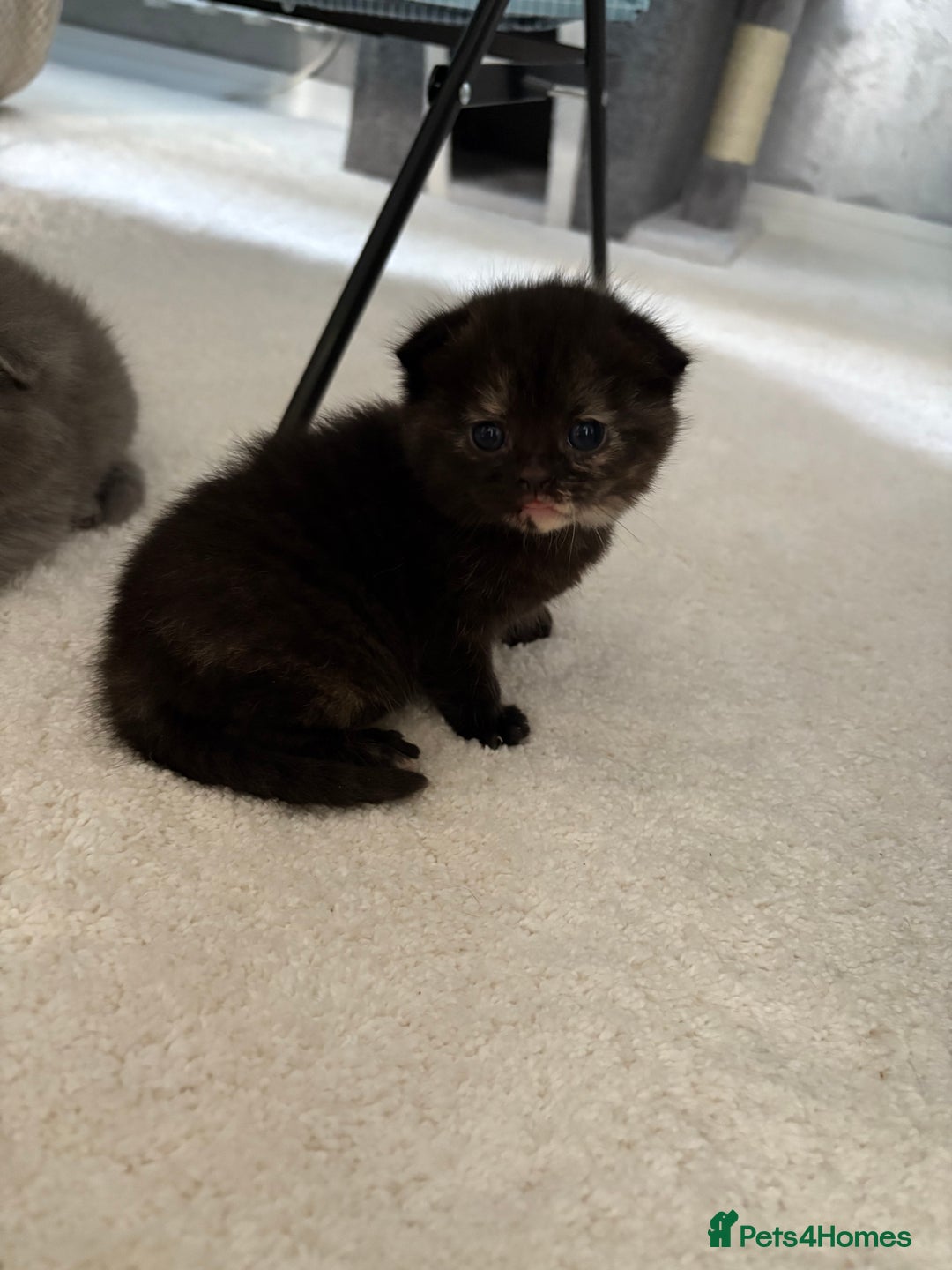 Scottish Fold cats for sale: Scottish fold&straight kittens - Advert 4
