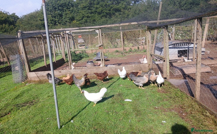 Chickens poultry - Advert 1