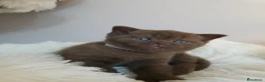 British Shorthair 5
