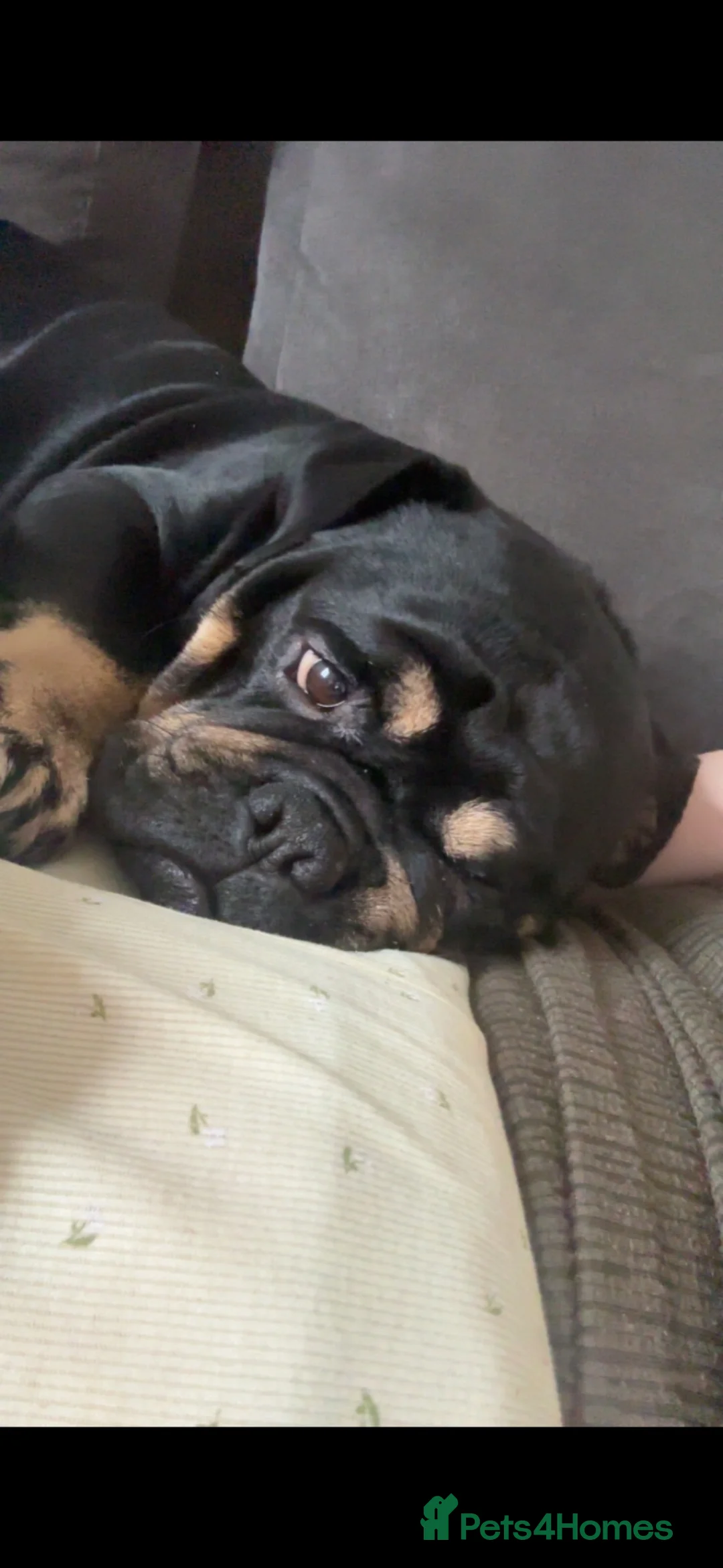 Olde English Bulldogge dogs for sale: Bruno. - Advert 6