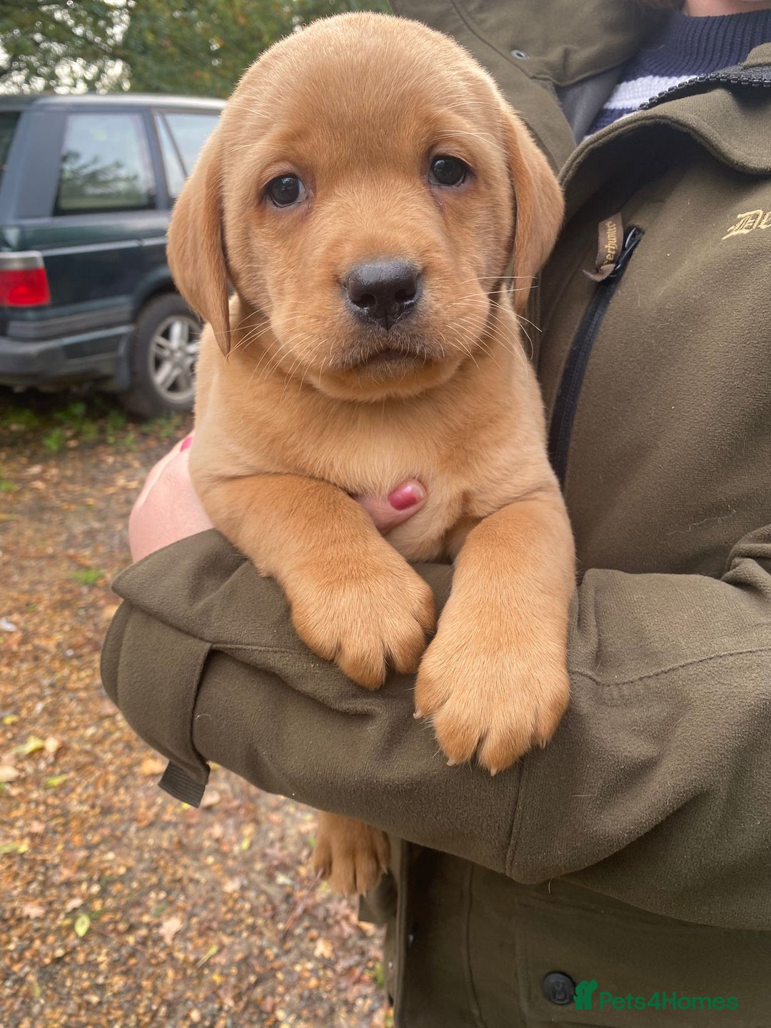 Labrador Retriever dogs for sale: Red labrador puppies - Image 5