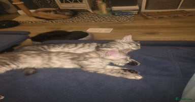 Maine Coon cats - Advert 15