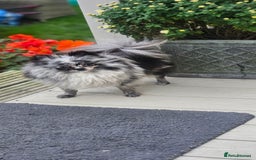 Pomeranian dogs for sale: teacup pomeranian puppies  - Image 1