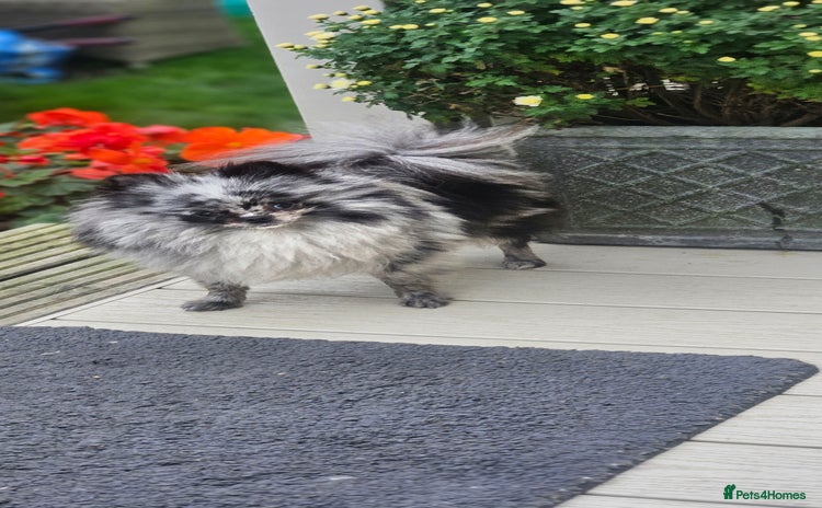 Pomeranian dogs - Advert 1
