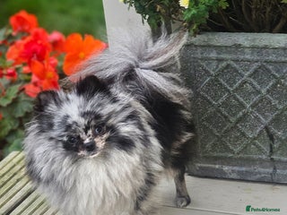 Pomeranian dogs - Advert 3