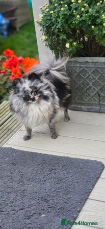 Pomeranian dogs - Advert 1