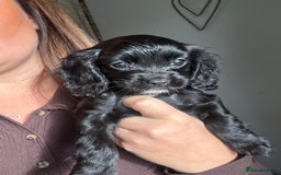 Cavapoo dogs for sale: Cavalier King Charles  - Image 5