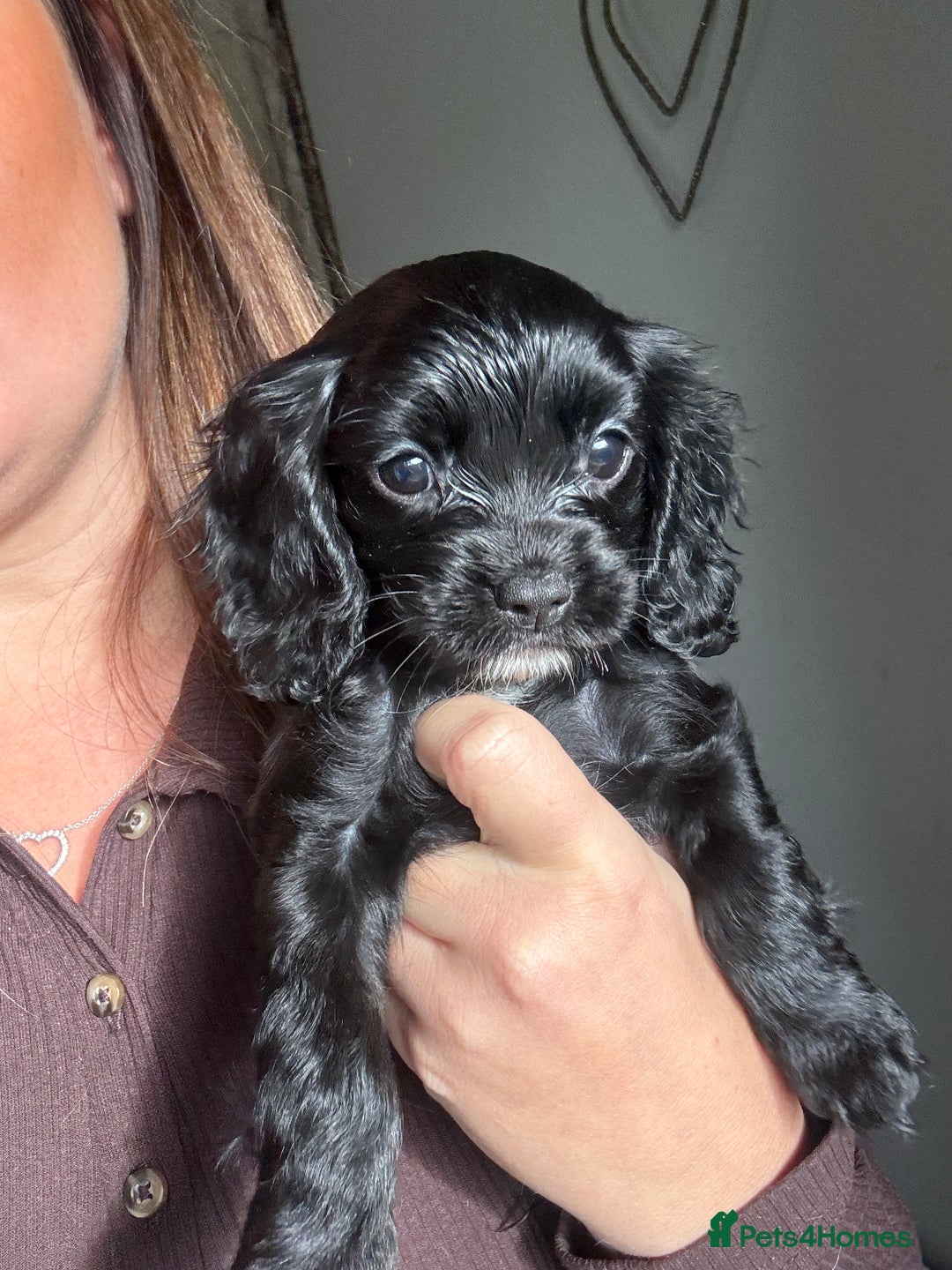 Cavapoo dogs for sale: Cavalier King Charles  - Image 5
