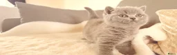 British Shorthair cats for sale: Blue British short hair babies for sale  - Advert 17