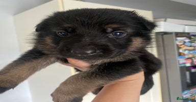German Shepherd dogs - Advert 14