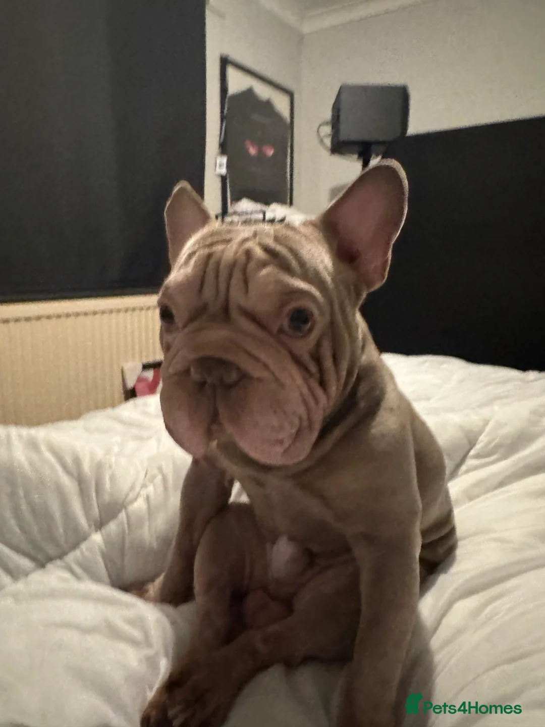 Mixed Breed dogs for stud: Sharpei x frenchie for STUD  - Advert 2