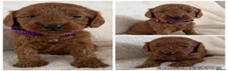 Cockapoo dogs for sale: Health Clear Cockapoo Puppies in Sunderland - Advert 6