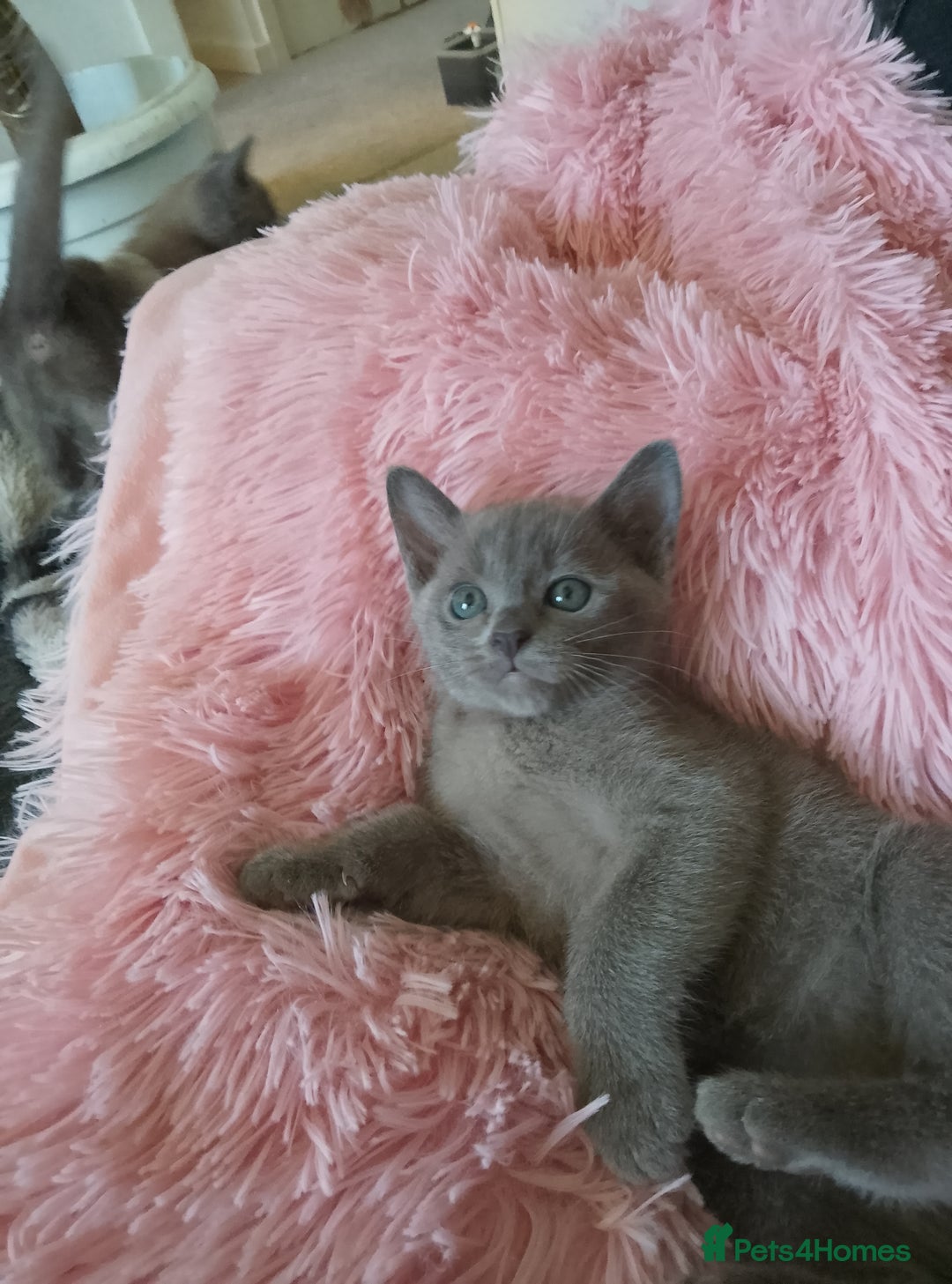 Burmese cats for sale: Beautiful blue Burmese girl - Image 10