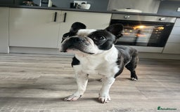 Boston Terrier dogs for stud: KC Boston Terrier for Stud - Image 4