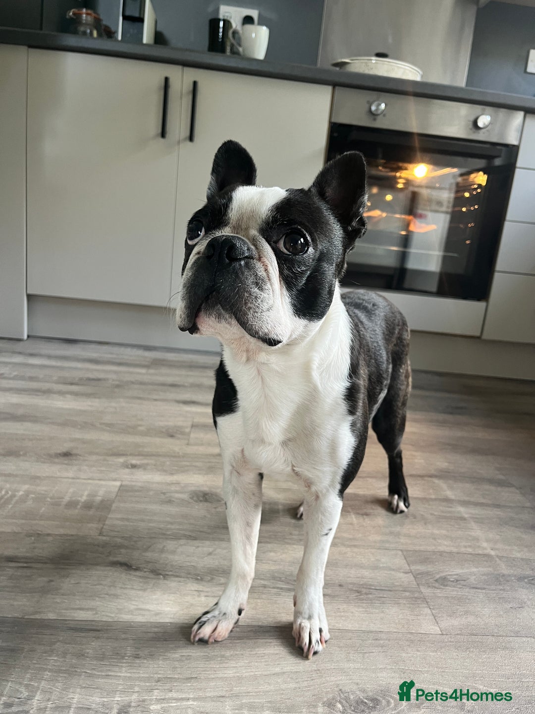 Boston Terrier dogs for stud: KC Boston Terrier for Stud - Image 4