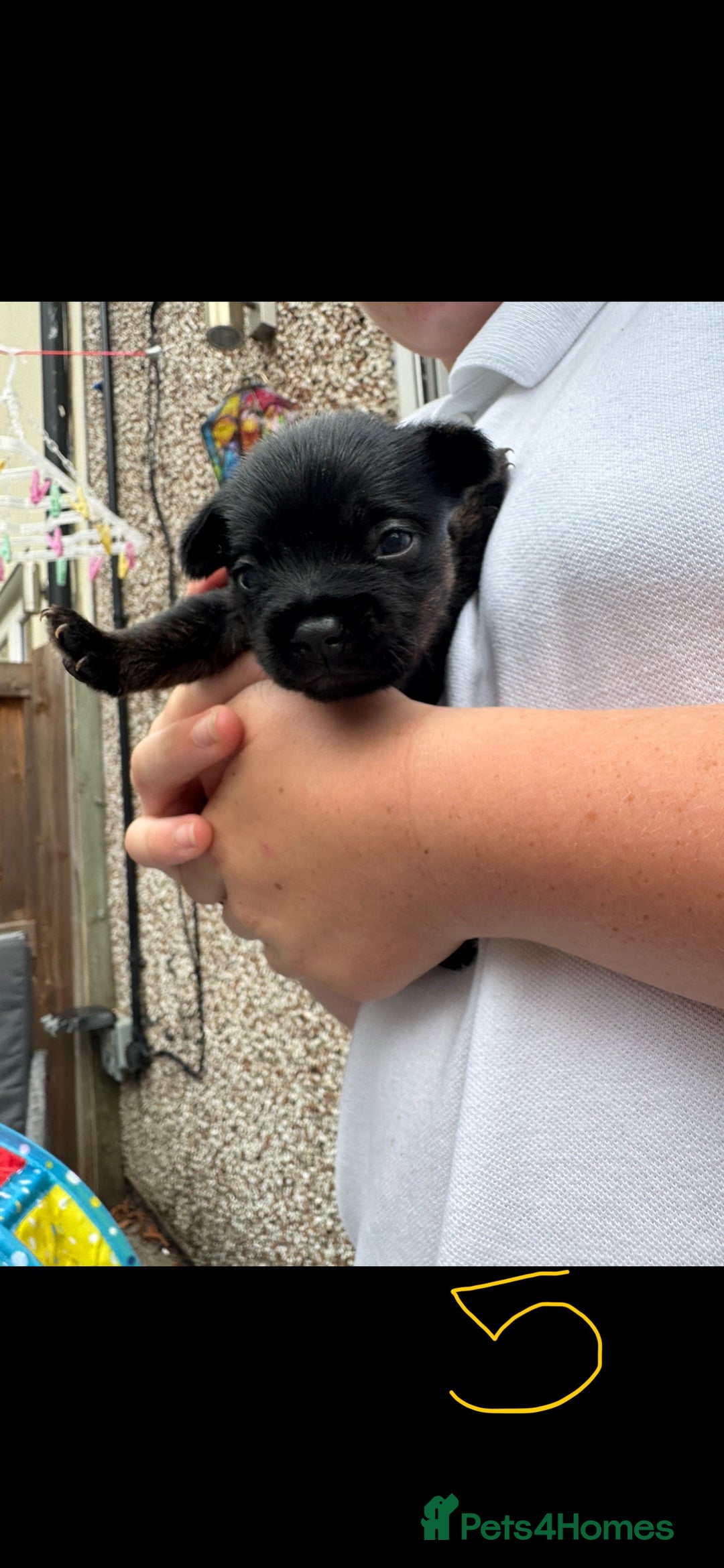 Mixed Breed dogs for sale: French yorkie (frorkie) puppies  - Image 11